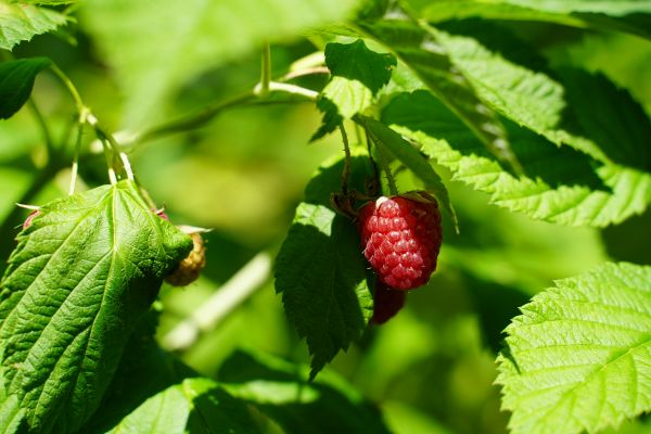 Les feuilles de framboisier bio : les meilleures options d’achat